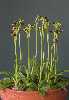 <em>Ophrys bombyliflora</em>